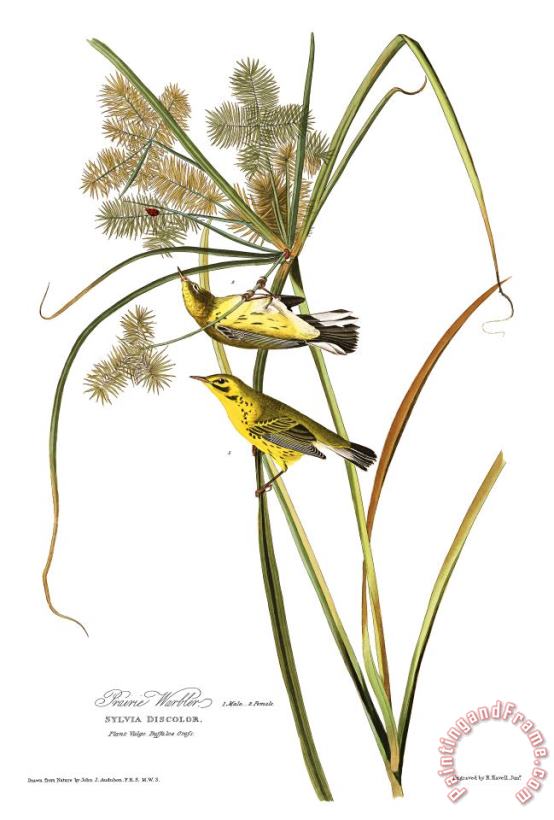 John James Audubon Prairie Warbler Art Print