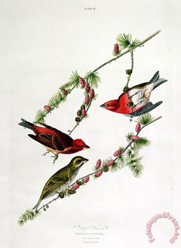 John James Audubon Purple Finch Art Painting