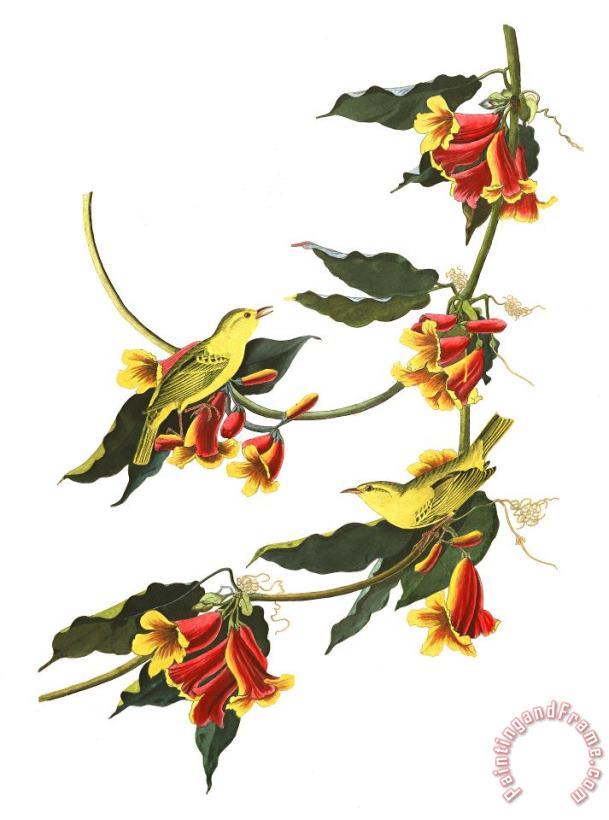 John James Audubon Rathbone Warbler Art Print