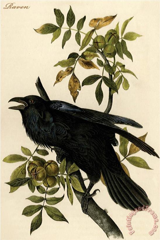 John James Audubon Raven Art Painting