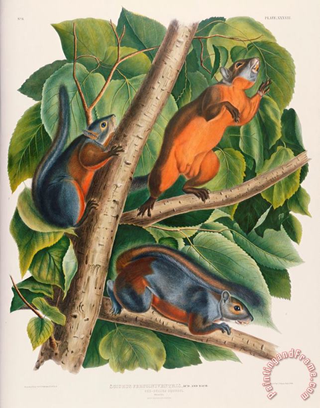 Red Bellied Squirrel painting - John James Audubon Red Bellied Squirrel Art Print