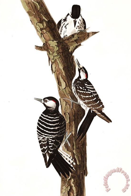 John James Audubon Red Cockaded Woodpecker Art Print