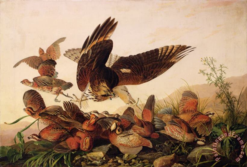 John James Audubon Red Shouldered Hawk Attacking Bobwhite Partridge Art Print