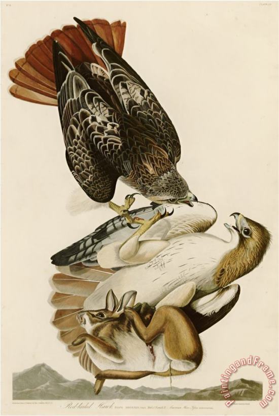 John James Audubon Red Tailed Hawk Art Print