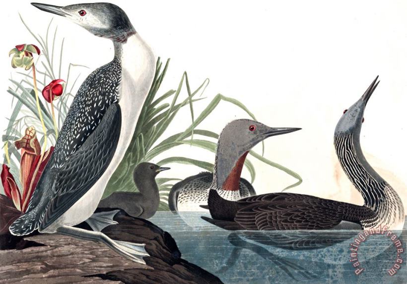Red Throated Diver painting - John James Audubon Red Throated Diver Art Print