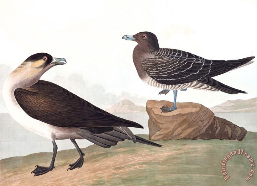 John James Audubon Richardson's Jager Art Print