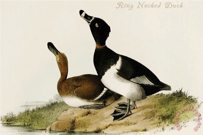 John James Audubon Ring Necked Duck Art Painting