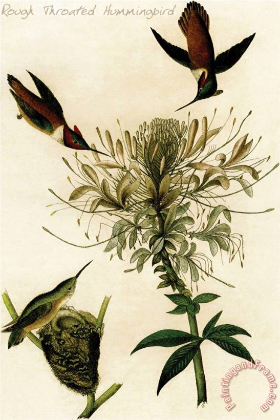 Rough Throated Hummingbird painting - John James Audubon Rough Throated Hummingbird Art Print