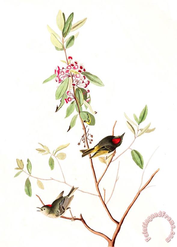 John James Audubon Ruby Crowned Wren Art Painting