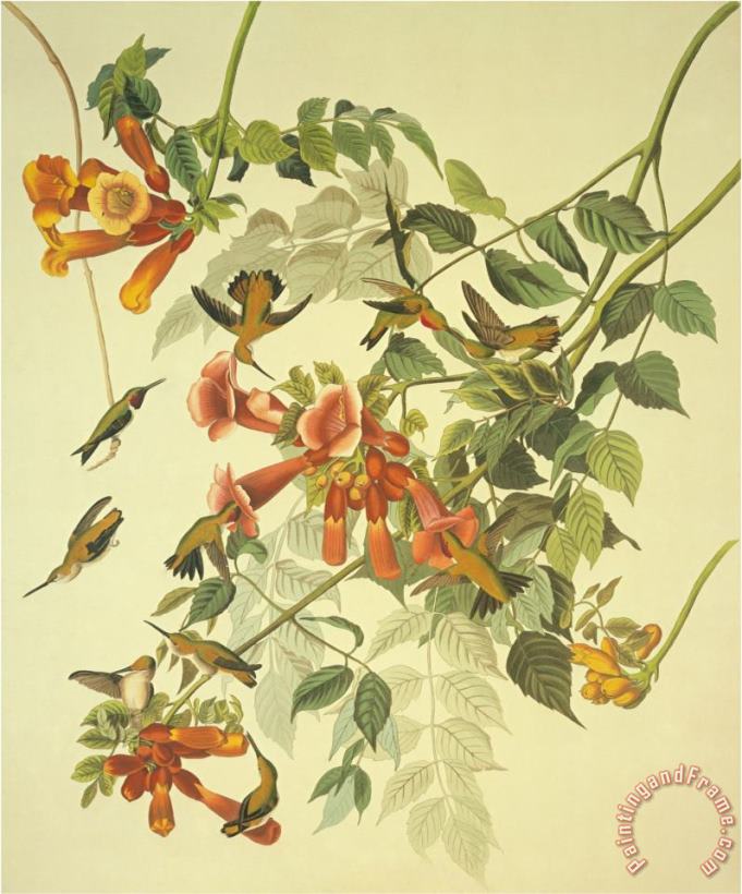 John James Audubon Ruby Throated Hummingbird Art Painting