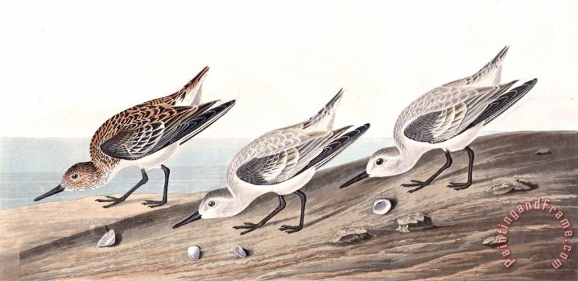 John James Audubon Ruddy Plover Art Painting