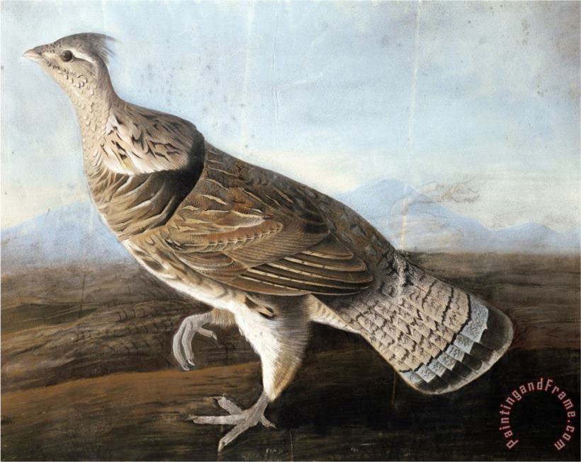 John James Audubon Ruffed Goose Circa 1812 Art Print