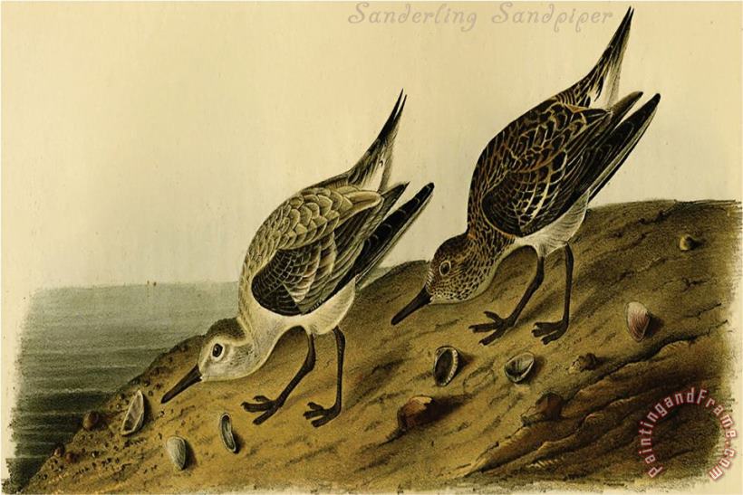 John James Audubon Sanderling Sandpiper Art Painting