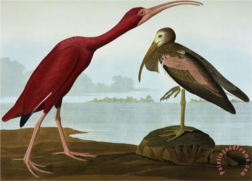 John James Audubon Scarlet Ibis Eudocimus Ruber Plate Cccxcvii From The Birds of America Art Print