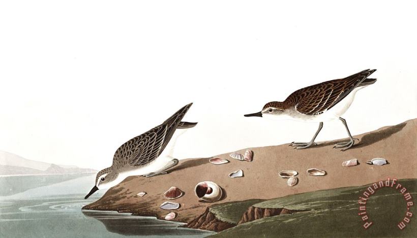 Semipalmated Sandpiper painting - John James Audubon Semipalmated Sandpiper Art Print