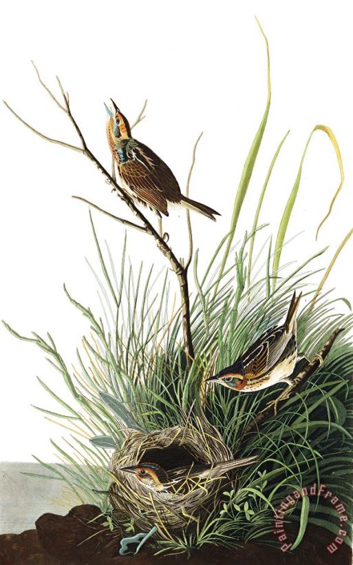 Sharp Tailed Finch painting - John James Audubon Sharp Tailed Finch Art Print