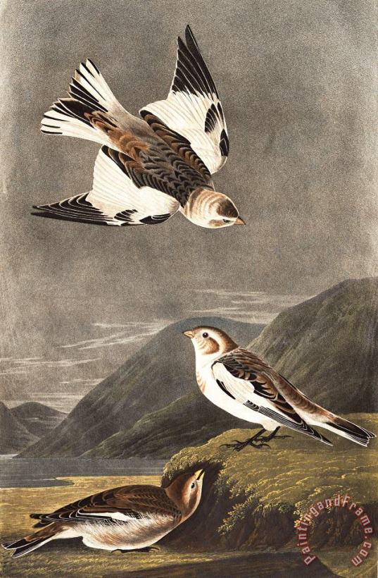 John James Audubon Snow Bunting Art Print