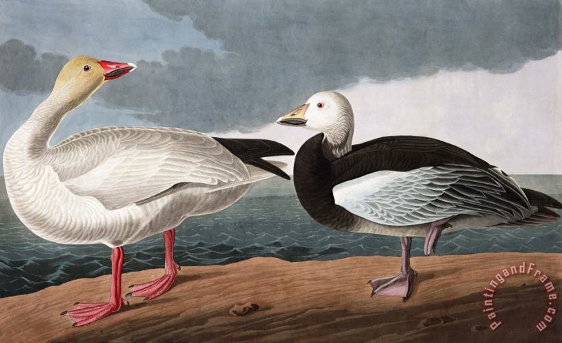 Snow Goose painting - John James Audubon Snow Goose Art Print