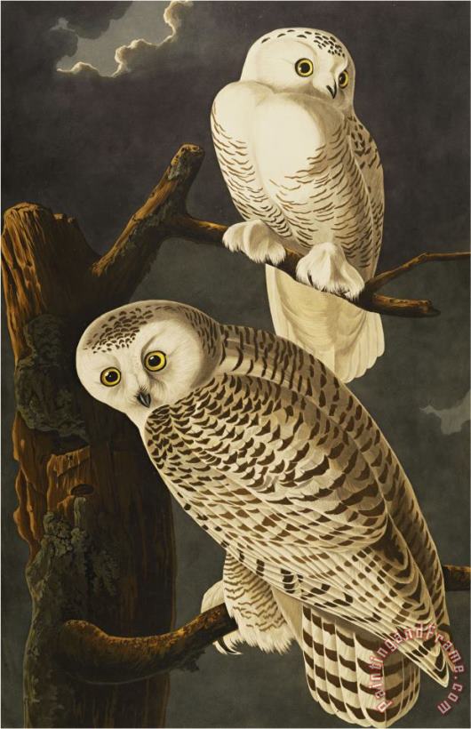Snowy Owl Nyctea Scandiaca Plate Cxxi From The Birds of America painting - John James Audubon Snowy Owl Nyctea Scandiaca Plate Cxxi From The Birds of America Art Print