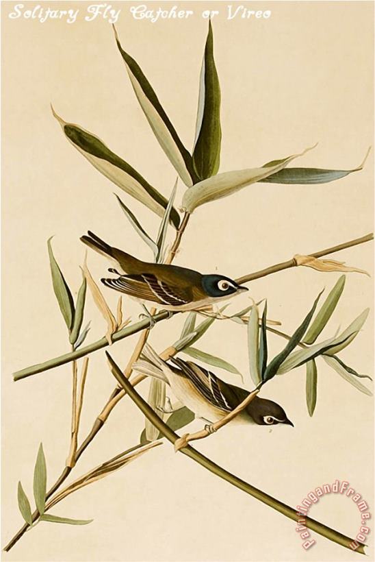 John James Audubon Solitary Fly Catcher Or Vireo Art Print
