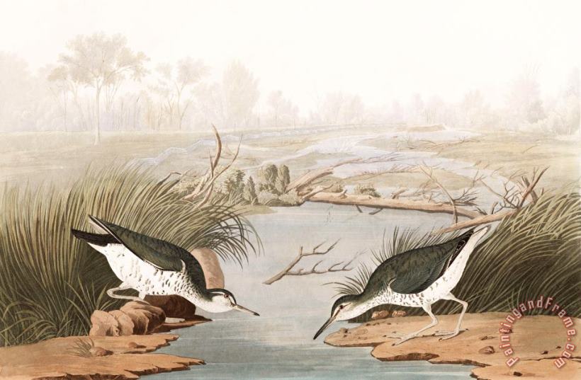 Spotted Sandpiper painting - John James Audubon Spotted Sandpiper Art Print