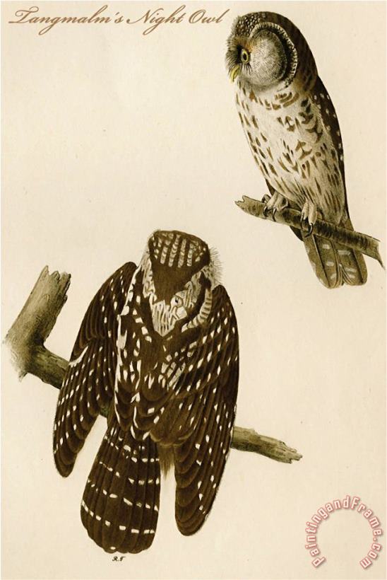 Tangmalm S Night Owl painting - John James Audubon Tangmalm S Night Owl Art Print