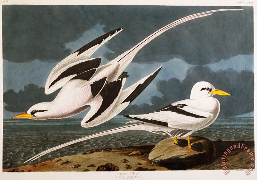 John James Audubon Tropic Bird Art Painting