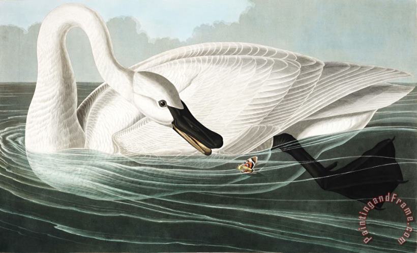 Trumpeter Swan painting - John James Audubon Trumpeter Swan Art Print