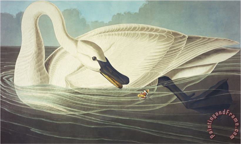John James Audubon Trumpeter Swan Olor Buccinator Plate Ccccvi From The Birds of America Art Painting