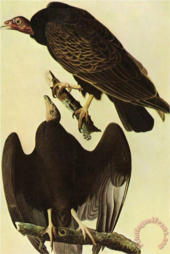 Turkey Vulture painting - John James Audubon Turkey Vulture Art Print