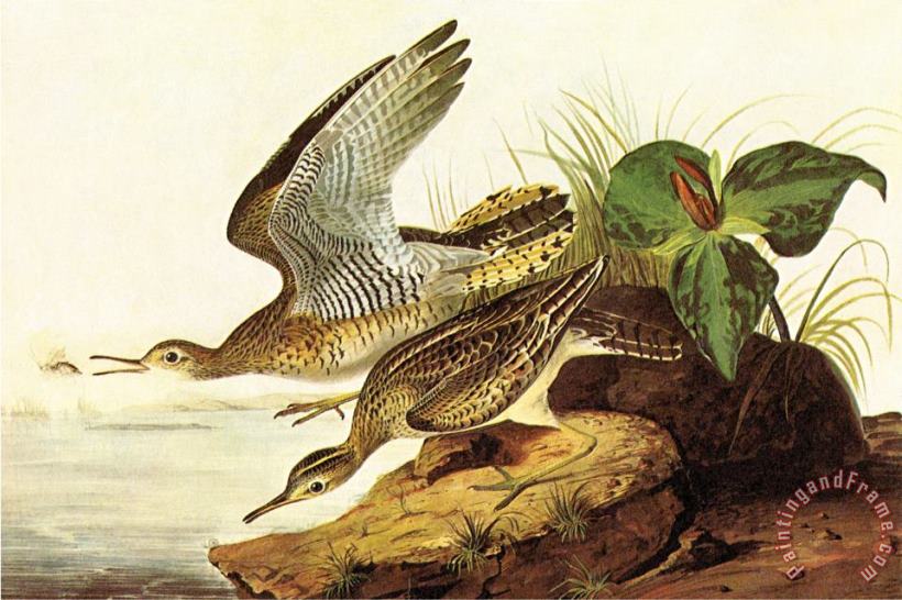Upland Plover painting - John James Audubon Upland Plover Art Print