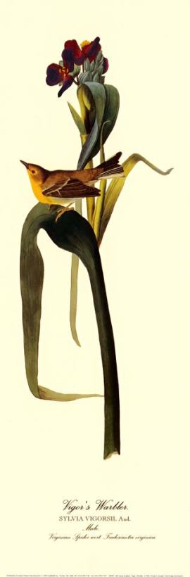 Vigor S Warbler painting - John James Audubon Vigor S Warbler Art Print