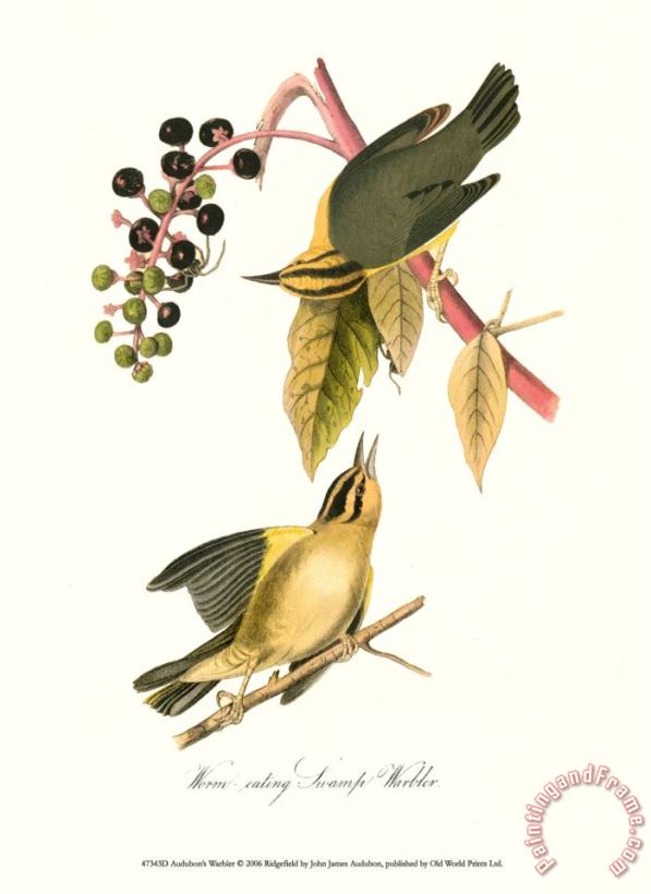 John James Audubon Warbler Art Painting