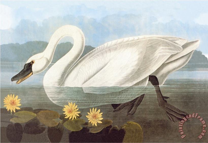 John James Audubon Whistling Swan Art Painting