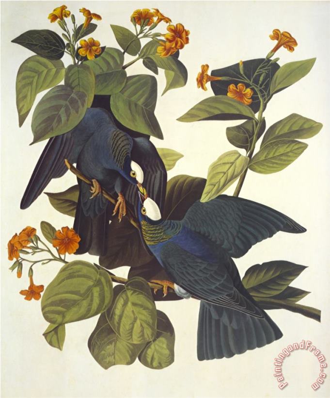 White Crowned Pigeon painting - John James Audubon White Crowned Pigeon Art Print