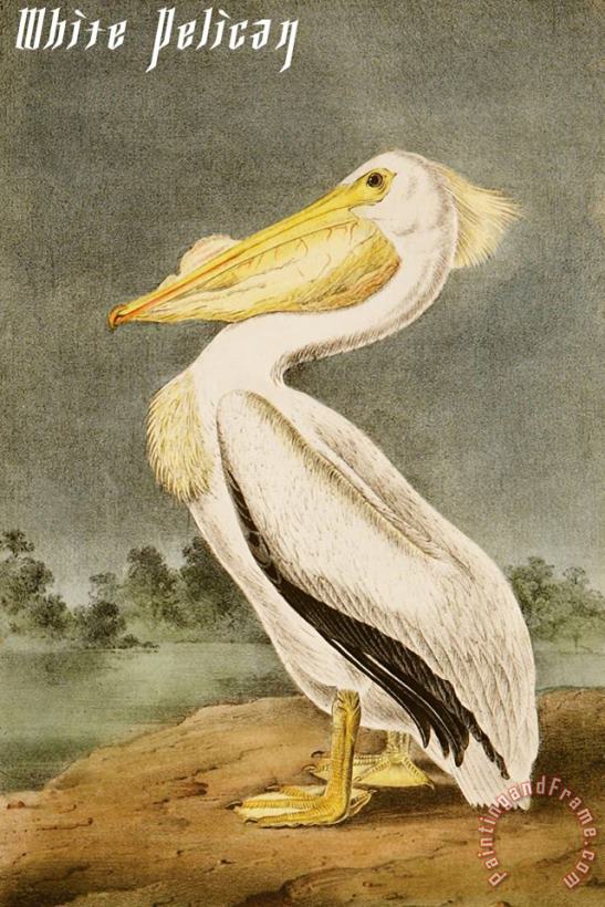 John James Audubon White Pelican Art Painting