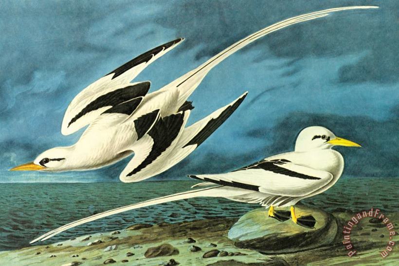 John James Audubon White Tailed Tropic Bird Art Painting