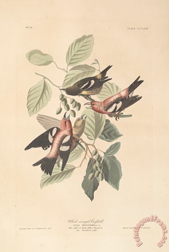 John James Audubon White Winged Crossbill Art Painting