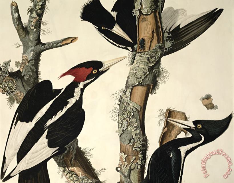 Woodpecker painting - John James Audubon Woodpecker Art Print