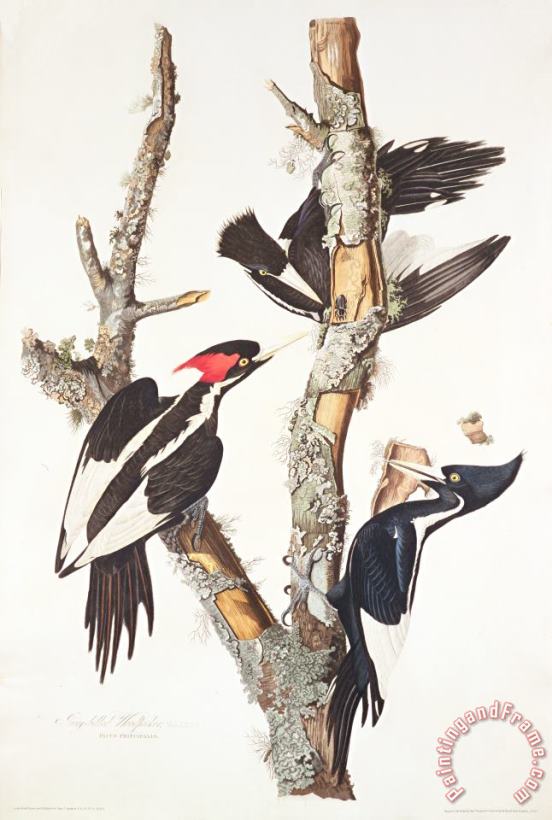John James Audubon Woodpeckers Art Print