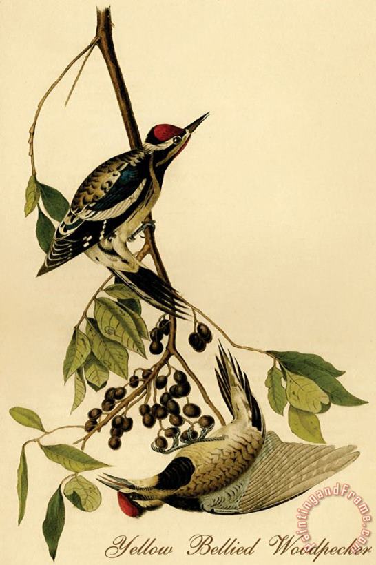 John James Audubon Yellow Bellied Woodpecker Art Print