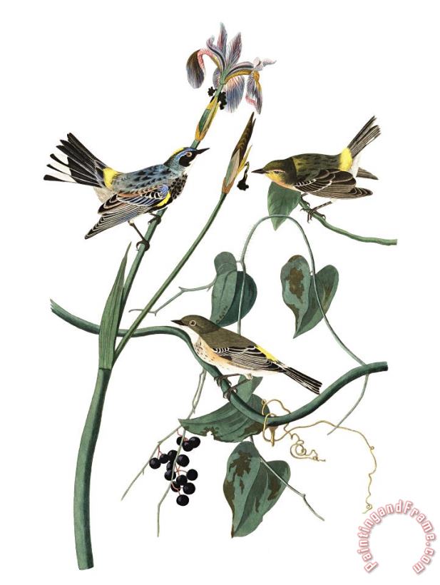 John James Audubon Yellow Crown Warbler Art Print