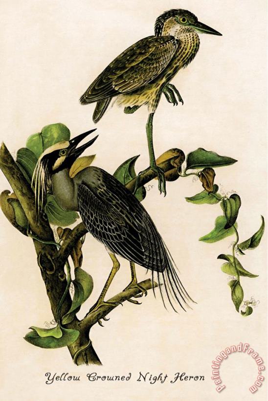 John James Audubon Yellow Crowned Night Heron Art Painting
