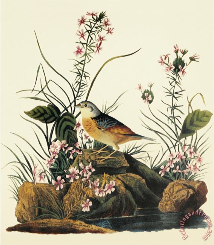 John James Audubon Yellow Winged Sparrow Art Print