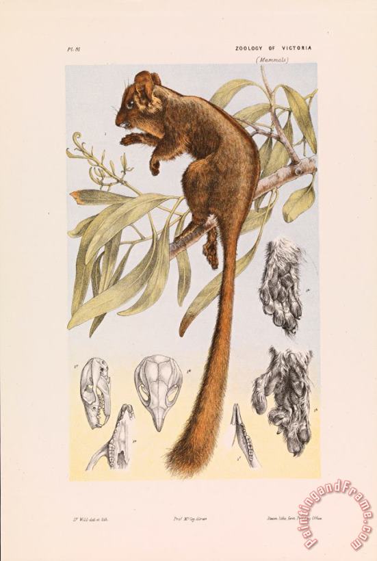 John James Wild Leadbeater's Possum, Gymnobelideus Leadbeateri Art Print