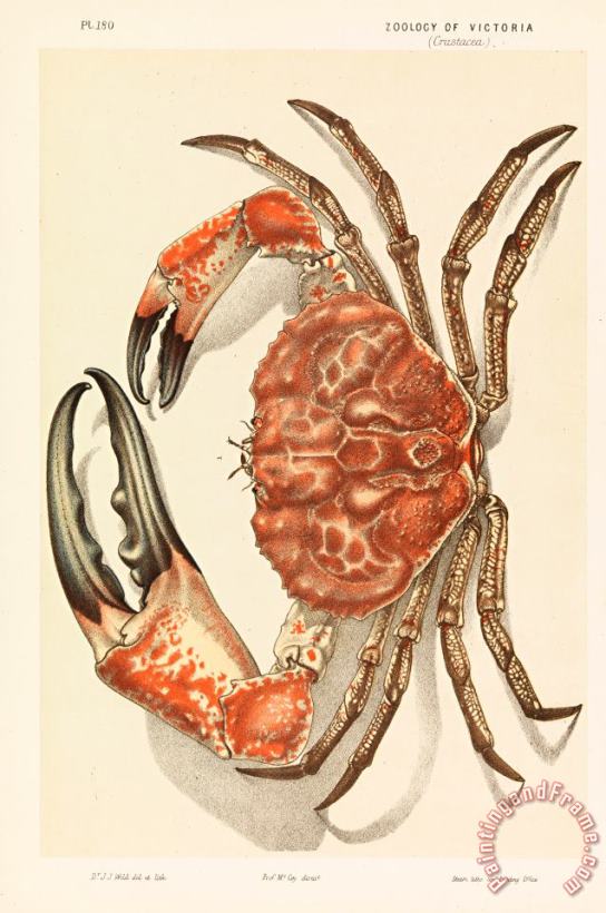 Tasmanian Giant Crab, Pseudocarcinus Gigas painting - John James Wild Tasmanian Giant Crab, Pseudocarcinus Gigas Art Print