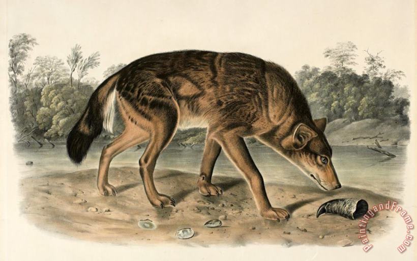 John Woodhouse Audubon Red Texas Wolf (canis Lupus) Art Painting