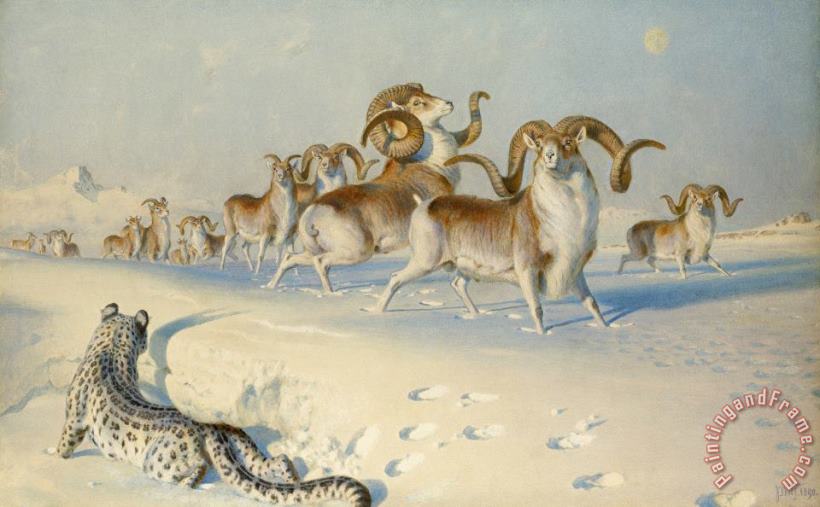 Joseph Wolf A Snow Leopard Stalking Ovis Poli Art Painting