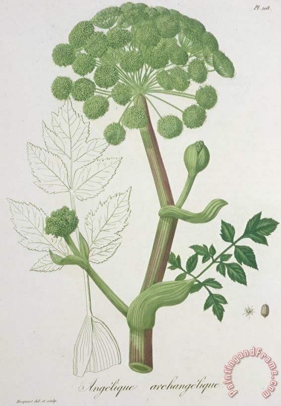 L F J Hoquart Angelica Archangelica From 'phytographie Medicale' By Joseph Roques Art Painting