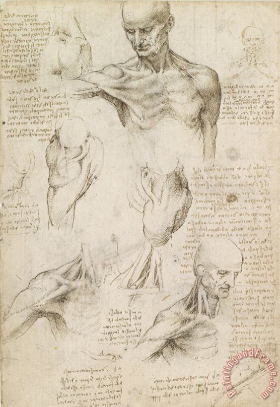 Leonardo da Vinci Anatomical Drawing Of Shoulder And Neck Art Painting